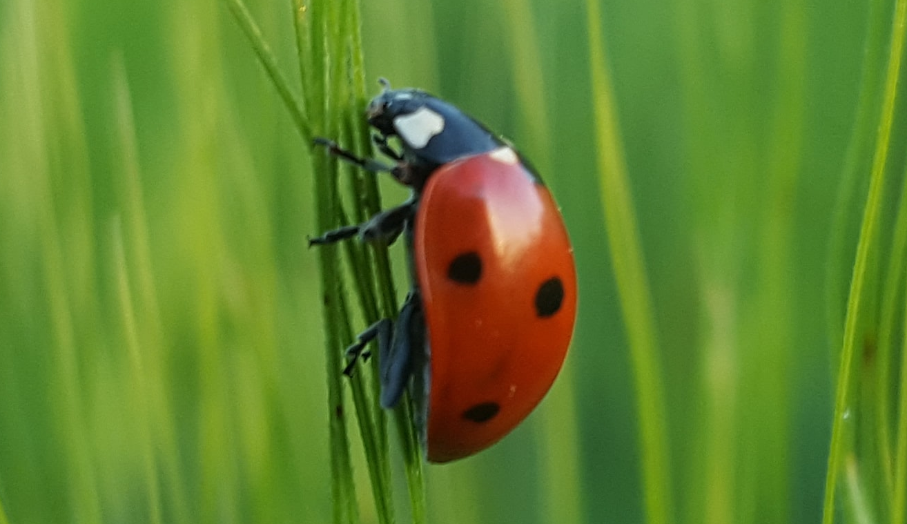 img_coccinella